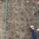 にんにくの種を植えました